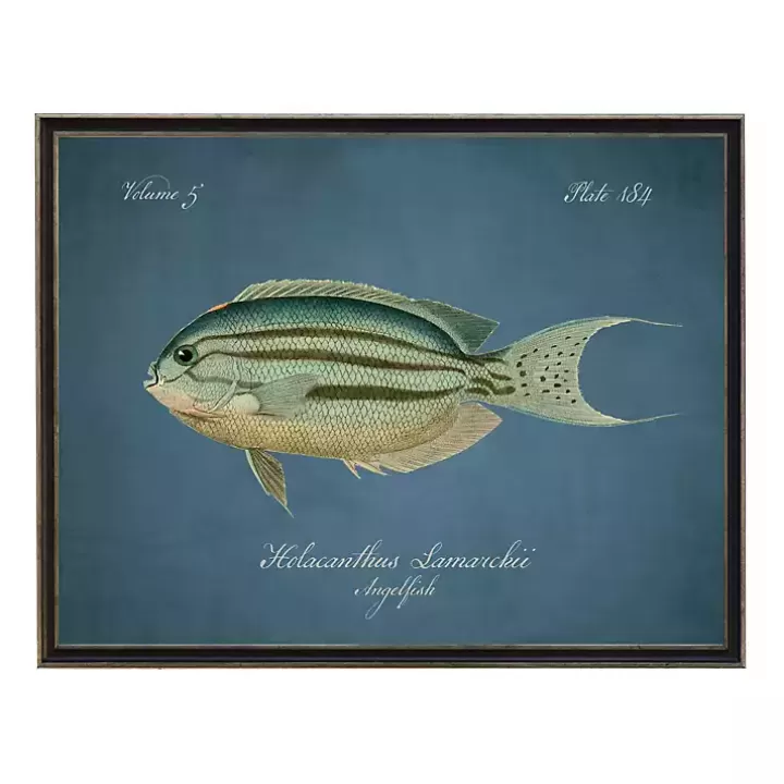 Sale Angelfish Framed Wall Art Framed Art