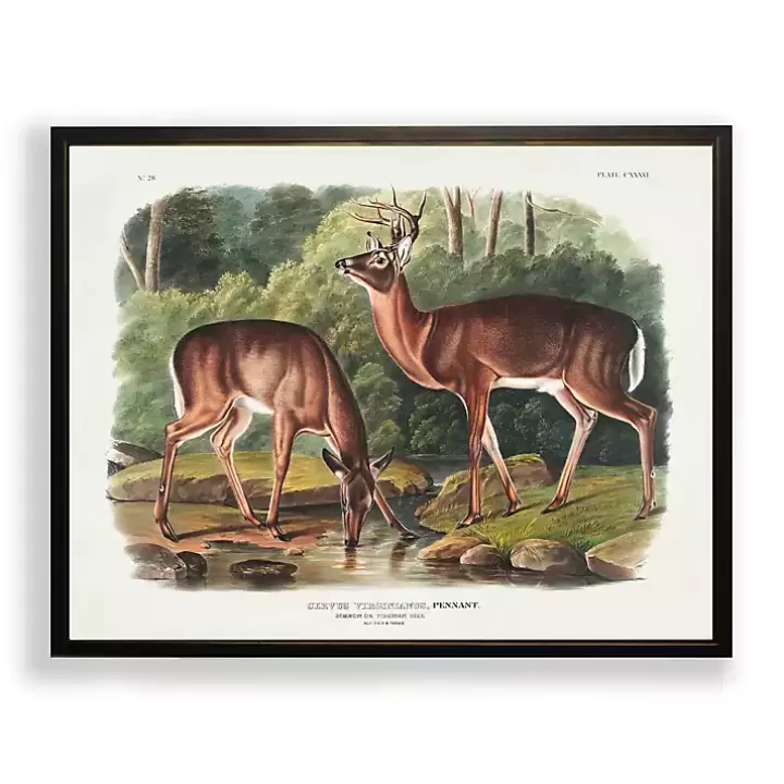 Outlet Audubon Woodland Deer Framed Art Print Framed Art