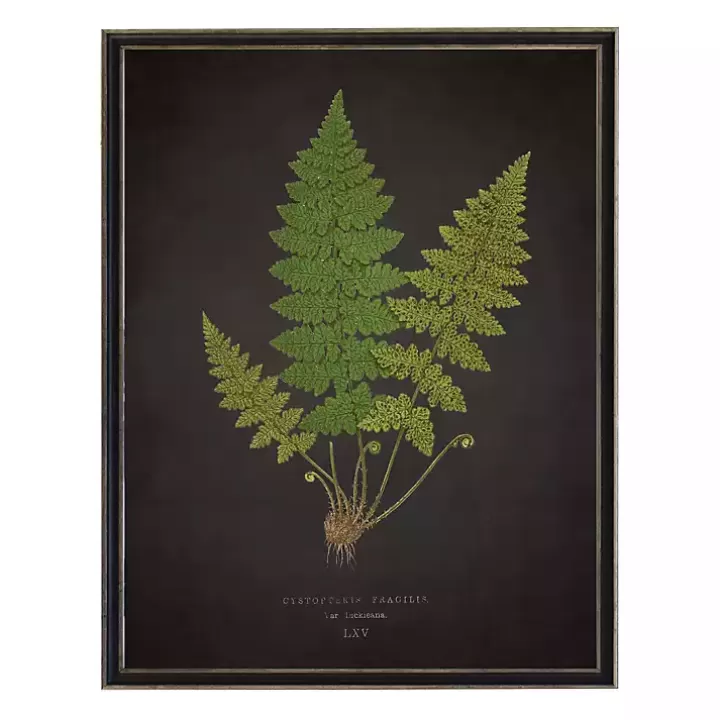 Best Sale Black Fern VI Framed Art Print Framed Art