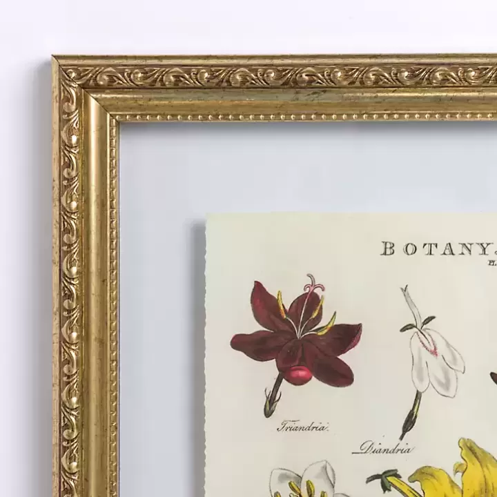 Best Botany Gold Framed Art Print Framed Art