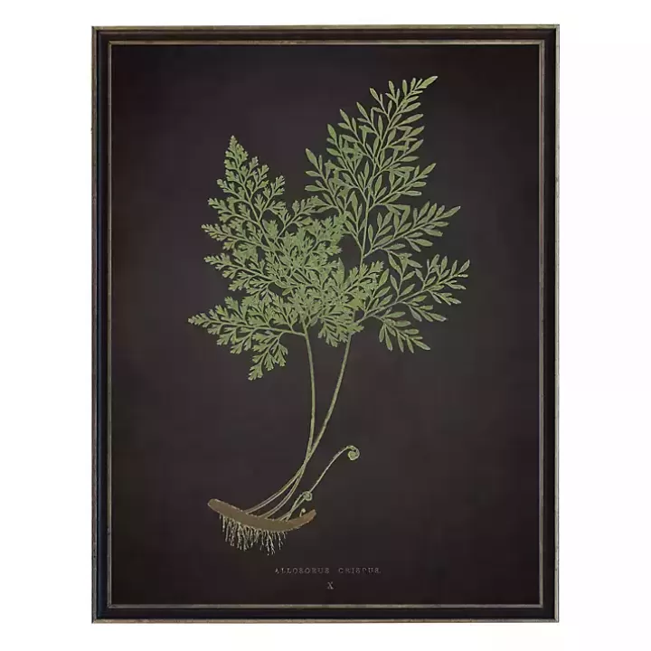 Best Sale Fern Bookplate VII Framed Art Print Framed Art