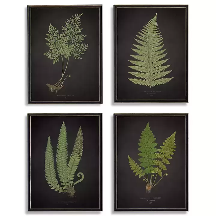 New Fern Framed Art Prints, Set of 4 Framed Art