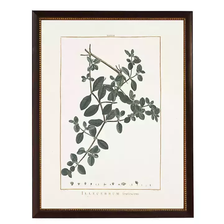 Hot Illecebrum Greenery Black Beaded Framed Art Print Framed Art