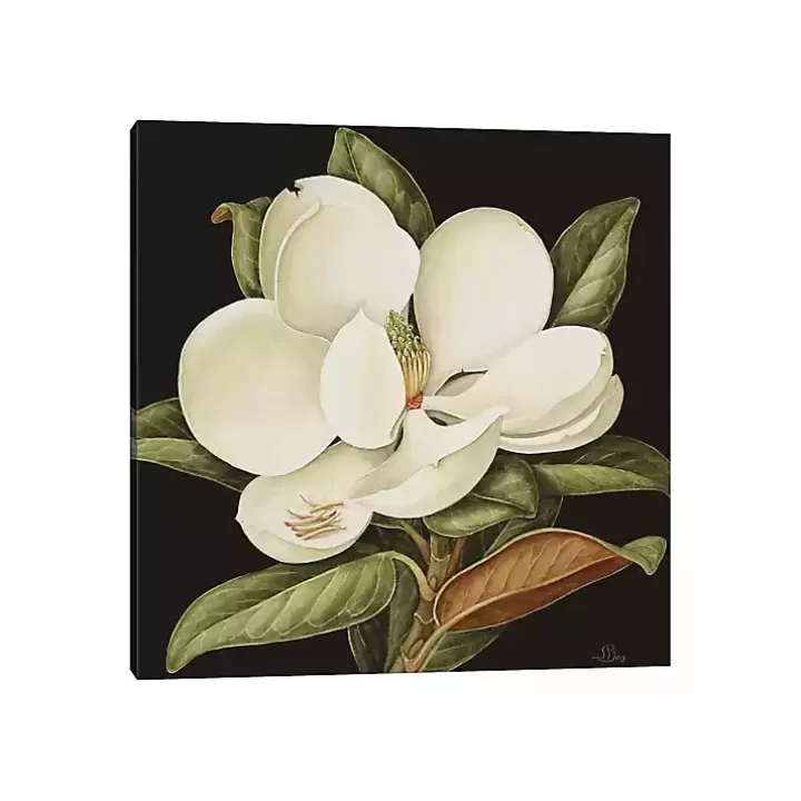 Flash Sale Magnolia Grandiflora Canvas Art Print Canvas Art