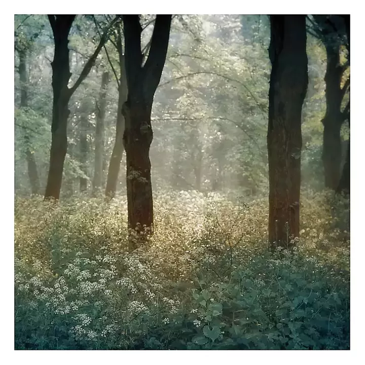 Cheap Morning in the Forest Giclee Canvas Art Print Canvas Art