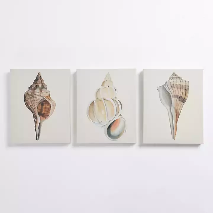 Store Neutral Seashells Canvas Art Prints, Set of 3 Canvas Art