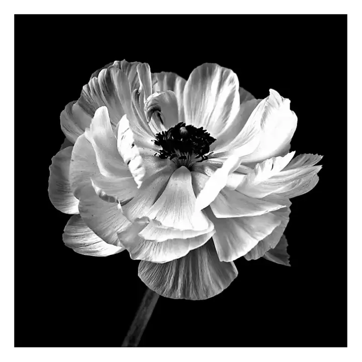 Cheap Noir Ranunculus Floral Giclee Canvas Art Print Canvas Art