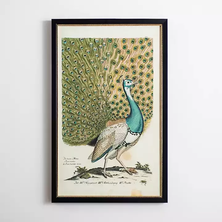 Outlet Peacock Framed Wall Art Framed Art