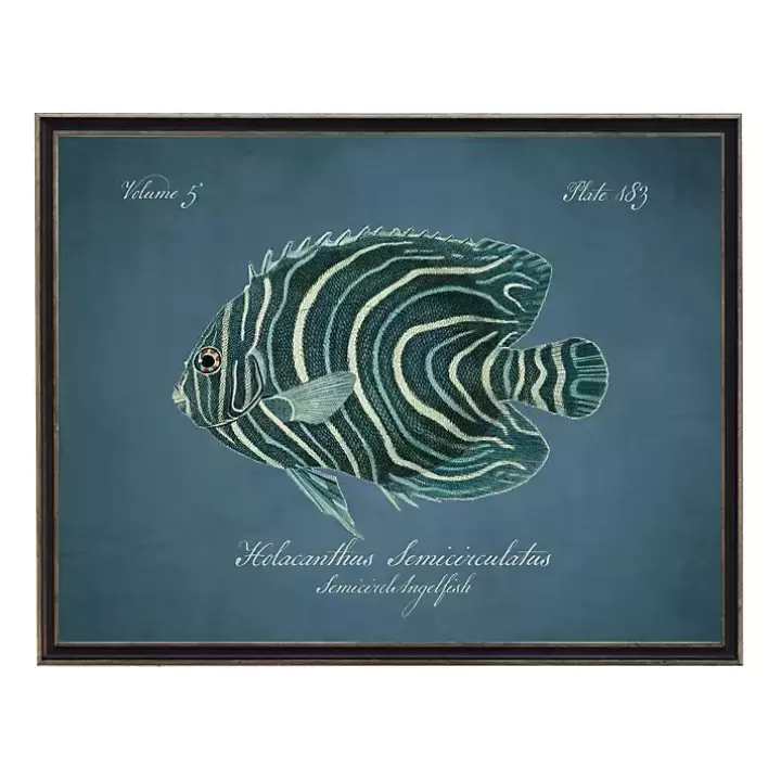 Store Semicircle Angelfish Framed Wall Art Framed Art