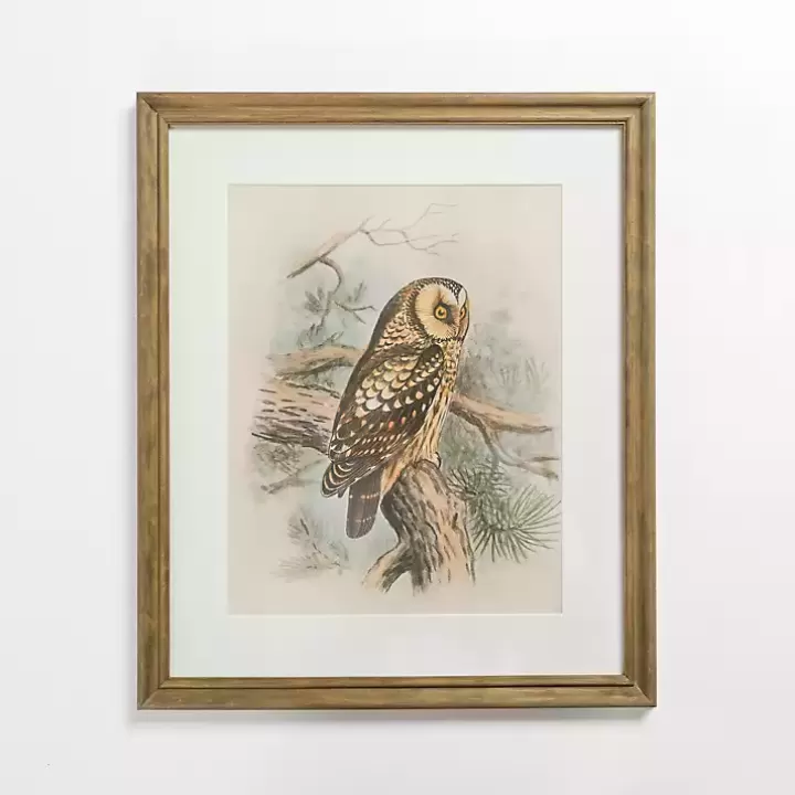 Outlet Tengmalm Owl Framed Art Print Framed Art