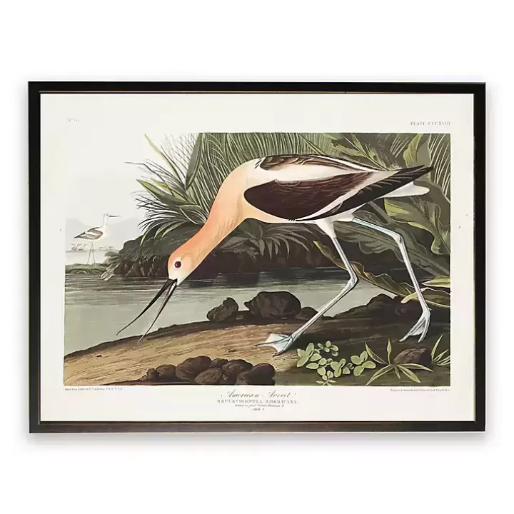 Shop Vintage American Avocet Bookplate Framed Art Print Framed Art