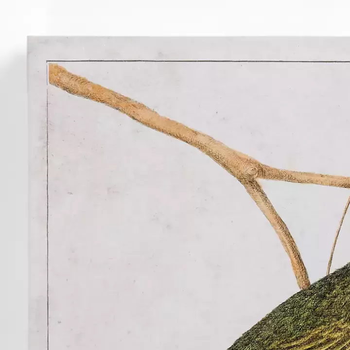 Outlet Vintage Birds Canvas Art Prints, Set of 2 Canvas Art
