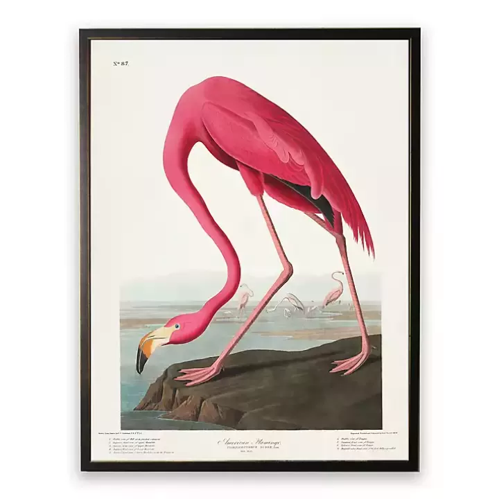 Flash Sale Vintage Flamingo Bookplate Framed Art Print Framed Art