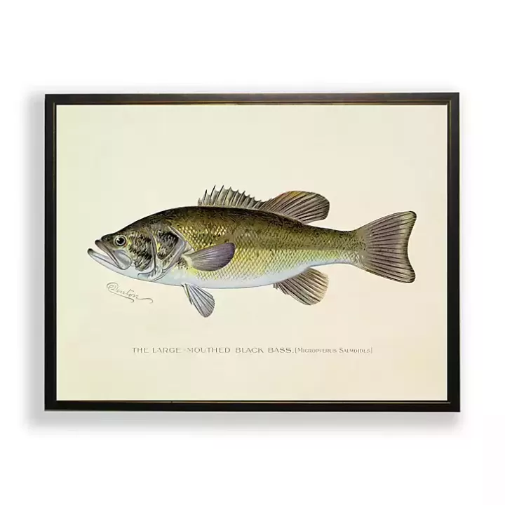 New Vintage Large Mouthed Bass Framed Art Print Framed Art