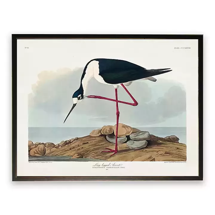 Store Vintage Long Legged Avocet Framed Art Print Framed Art