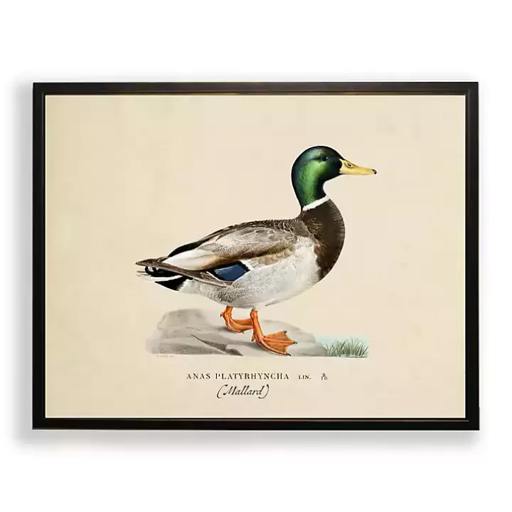 Flash Sale Vintage Male Mallard Duck Framed Art Print Framed Art