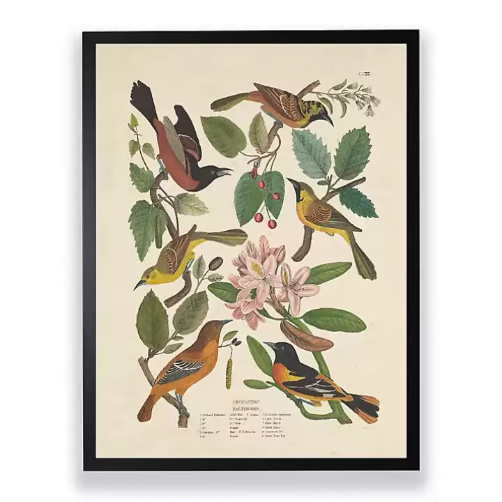 Cheap Vintage Oriole Birds Framed Art Print Framed Art