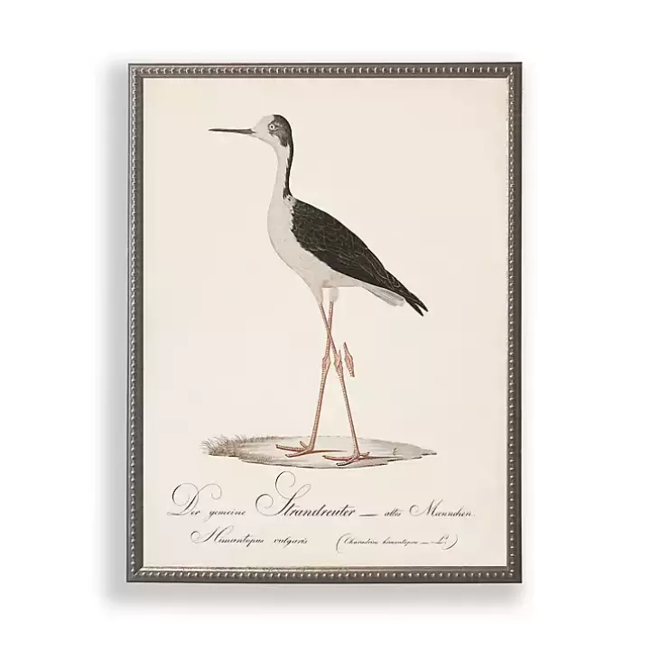 Online Vintage Waterbird Facing Left Framed Art Print Framed Art
