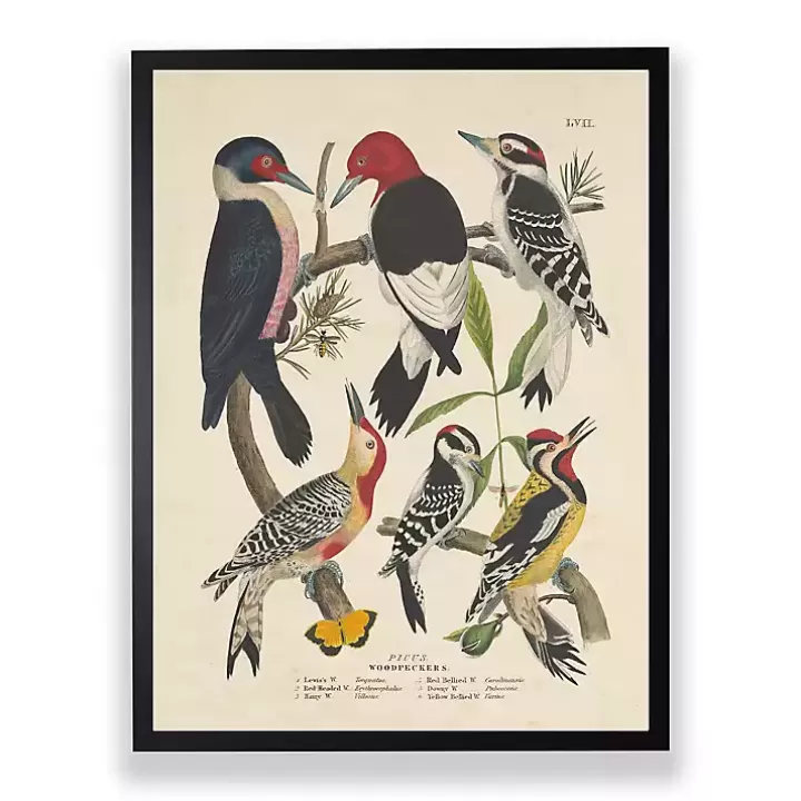Discount Vintage Woodpecker Birds Framed Art Print Framed Art
